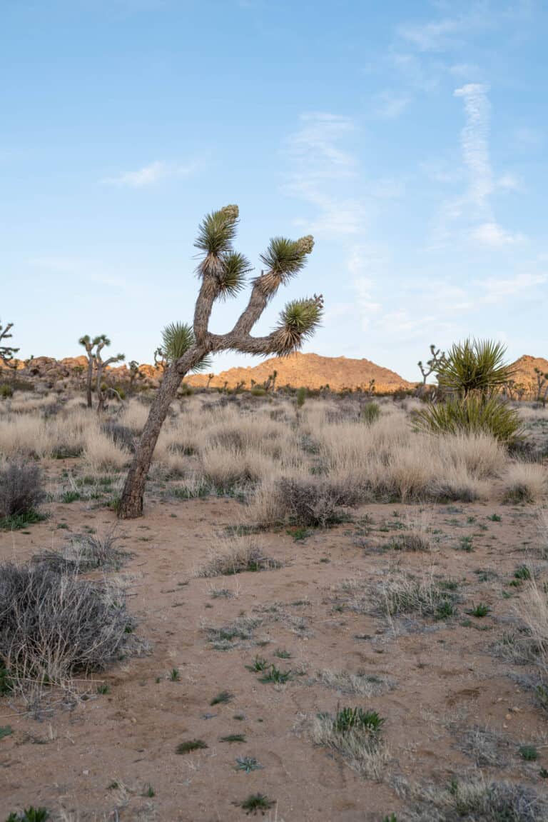 20 Photos to Inspire You to Visit Joshua Tree