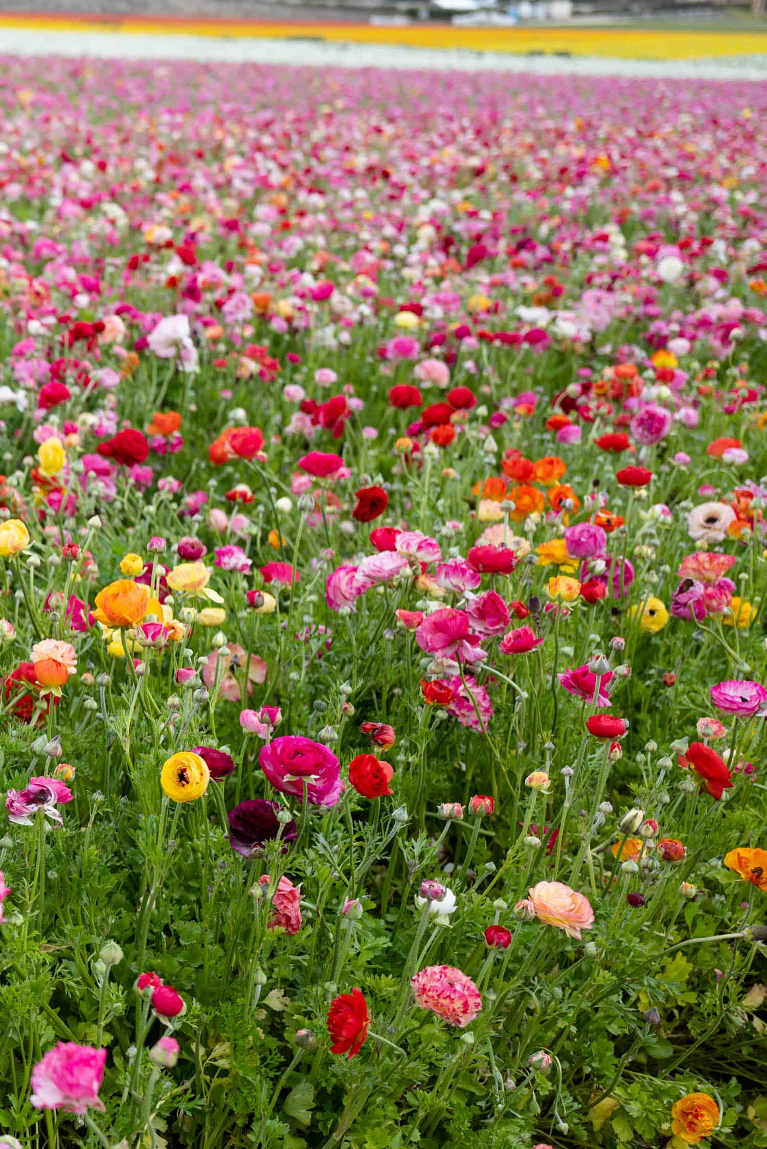 Visiting the Carlsbad Flower Fields - Catherine Vigen