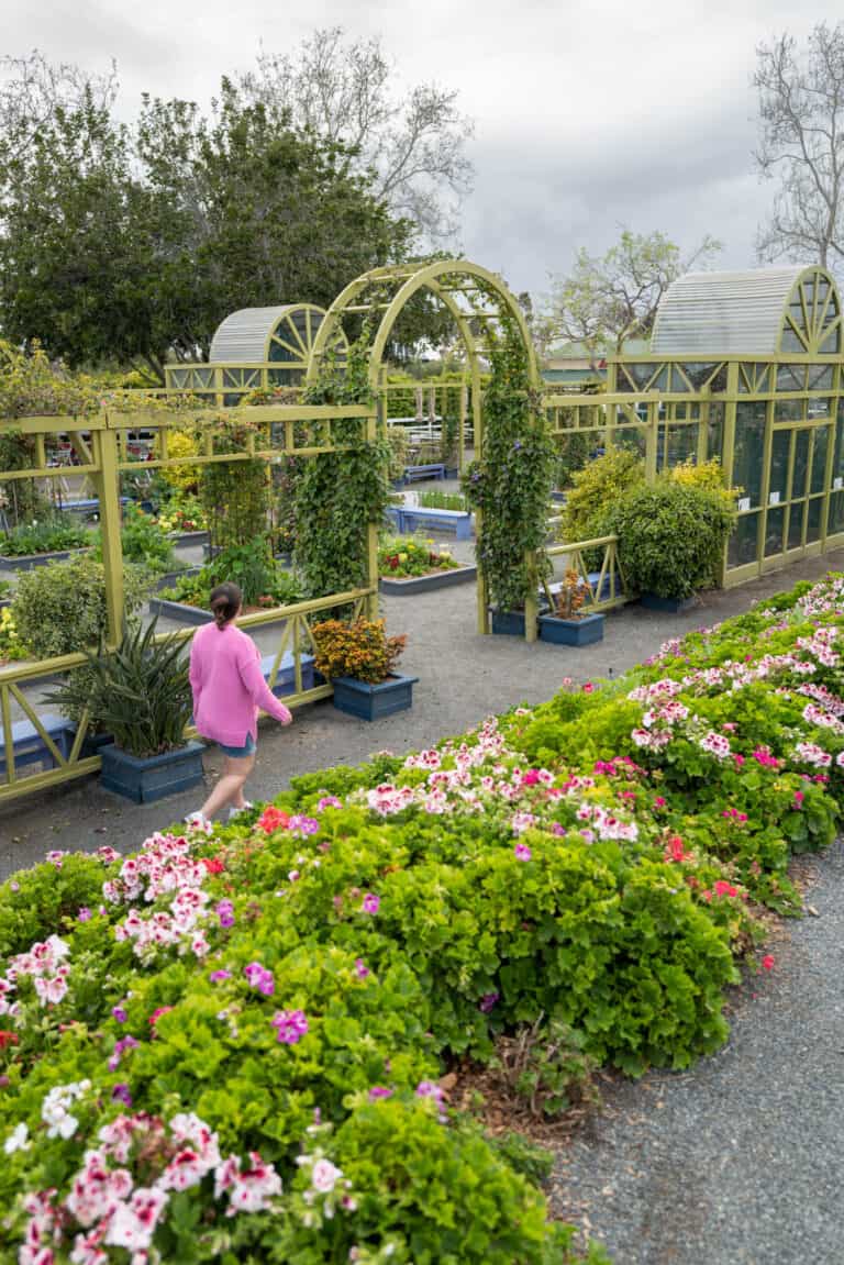 Visiting the Carlsbad Flower Fields